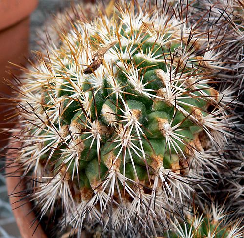 Turbinicarpus horripilus